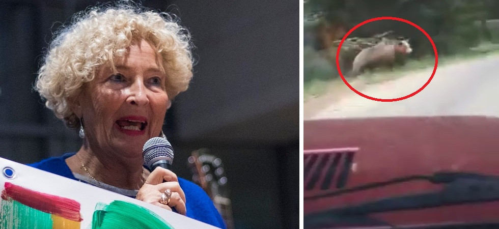 Orsi inseguiti in auto, Coppola: “Comportamento incivile, per punire i responsabili intervenga la Pat”